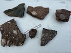 Devonian Catskill Ecosystem Collection - Holoptychius Hyneria Archaeopteris  B42