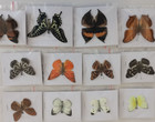 30pcs   butterfly Species With No Duplicates      natural Real Butterflies Specimen