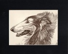 Vintage 1934 Rough Collie - Custom Matted - Dog Art Print - Scott Langley