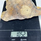 1lb 5oz Biggs Oregon Picture Jasper Lapidary Rough For Cabbing