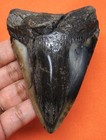 Megalodon Shark Tooth - 3 70  - Shark Teeth - Real Fossil - No Restorations