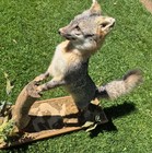 Taxidermy Fox Standing Mount