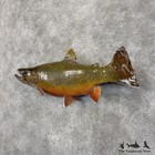  29876 P   23 5  Brook Trout Taxidermy Fish Mount For Sale