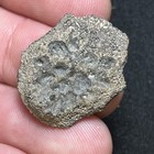 1 00   Fossil Epiphyseal  cartilage  Plate From Cetacean Vertebrae Sc