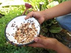 300 Live Ladybugs For Garden - Good Bugs - Guaranteed Live Delivery 