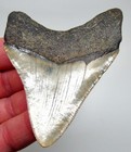 Megalodon Shark Tooth  Fossil - 3 70     Real Sharks Teeth  Serrated