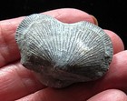 Brachiopod- 1 1 2 - Hebertella Occidentalis- Ordovician- Cincinnati  Ohio