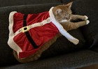 Merry   Bright Dog Cat Pet Apparel Mrs Claus Costume Medium With Hat