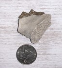 Fossil Merycoidodon Oreodont Teeth  In Jaw  White River Badlands 