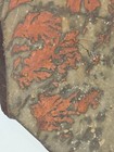 Dendrite Fern Utah  2
