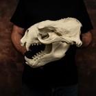 Sea Lion Skull Replica Life Size 15  Steller Skull Removable Jaw Museum Model