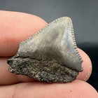 Juvenile Megalodon Shark Tooth Swfl