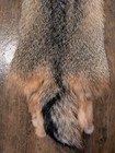 Just Tanned Grey Fox Pelt nice Fur No 3 Pelt  Cabin Craft soft Hide display