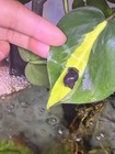 2 Premium Purple Mystery Snails    Free 2 Day Shipping Via Ups