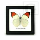 12 Vintage Real Rare Butterfly Insects Taxidermy Display Framed Art Wall Hanging