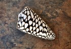 Marbled Cone Seashell Conus Marmoreus  1 Shell Approx  2 5  Inches 