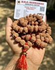 Lab Certified Rare 10 Mukhi Rudraksha Rudraksh Mala Rosary 108 1 Prayer Beads