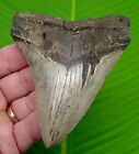 4 55    Megalodon Shark Tooth Real Fossil - No Restorations