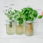 15 000  Herb Seeds For Planting  13 Varieties Heirloom 13 Pack  Green