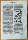 Post Incunable Leaf Hortus Sanitatis Colored Woodcuts Botany  o  - 1511