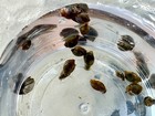 50  Live Bladder Snails  physella Acuta -algae Eater  Feeder Snails  Puffer Food