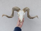 Taxidermy Ram Sheep Skull Head Hunting Horn