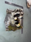 Garbage Raccoon Taxidermy Animal Mount Beer Can Raccoon Deer Mount Man Cave