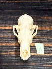 Real Red Fox Unique Animal Mount Halloween Skull Art Craft Mountain Man Canine