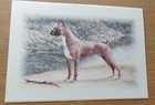 Lot Of 5 My Fathers Attic Greeting Cards Dog Blank No Envelops 7x5 Unused