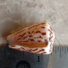 Conus Princeps Cone Shell Brown   Pink Collectible Shell Approx 1 25 In