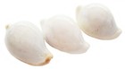 Set Of 6 Large White Egg Cowries  ovula Ovum  About 2 1 2 - 3  Nautical Crafts