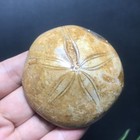 82g Natural Starfish Crystal Specimen 21
