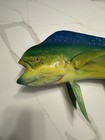 Taxidermy Replica Full Mount Mahi Mahi Cow Fish 35   