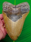 6 16    Megalodon Shark Tooth  Real Fossil Xl Huge  No Restorations Sharks Teeth