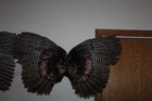4 Turkey Wings Lot Taxidermy Whitetail Deer Log Cabin Decor Gobbler