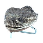 Genuine Taxidermy Rattlesnake Head Belt Buckle Real Snake Skin Cloth Accessory