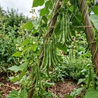 50pcs Bean Seeds Common Kidney Bean Vegetable Seeds For Garden Backyard Planting