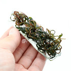 Hygrophila Pinnatifida  uk  Vitro Culture
