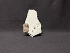 Trilobite-killer Prepared Waldron Shale Calymene Indiana-fossils Crinoid