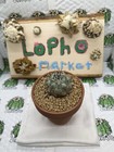 Ariocarpus Astrophytum Aztekium Copiapoa Cinerea