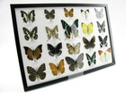 20 Beautiful Butterfly Butterflies In Showcase - Framed - Real - A-20-madam-09