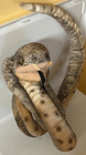 Rare Vintage Discovery Channel Large 57  Plush Cobra Snake