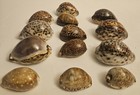 Lot Of 13 Tiger Cowrie Shell Cypraea Tigris Natural Seashell Teardrop 1 5 -3 5 