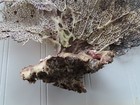 Natural Sea Fan - Coral - Sea Whip - Free Shipping