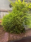 2x2in Portion Of Fissidens Fontanus  Live Aquarium Plants Phoenix Moss