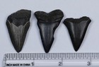 Megalodon Shark Teeth Lot Of 3  Prehistoric Natural Fossil  Roughly 1 5  Size