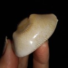 Sea Shell Cowrie Fossil  Barycypraea Quadrinodosa  From Java  Indonesia  38mm