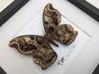 Framed Caio Chiapasiana Moth  Ethically Sourced Entomology Wall Art