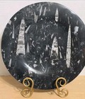 Polished Black Fossil Orthoceras 11 5  Plate Marble Matrix Natural Specimen Vgc
