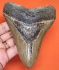Megalodon Shark Tooth - Real Fossil - 4 75    - Shark Teeth - Natural No Repairs